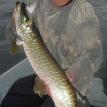 33 inch Tiger Musky - Lake Wissota - Guided Fishing Tours on Lake Wissota