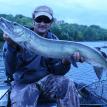 41 1/2 inch Musky - Chippewa River - Musky Fishing on the Chippewa River